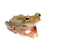 Harlequin tree frog (Rhacophorus pardalis) captive