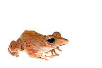 Collett's tree frog (Polypedates colletti) captive