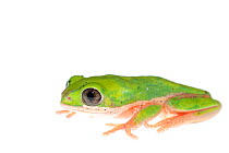 Orange-legged leaf frog (Phyllomedusa hypochondrialis) captive