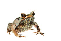Asian / Javan horned frog (Megophrys montana) captive