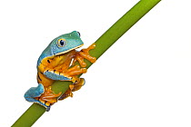 Splendid leaf frog (Cruziohyla calcarifer) captive