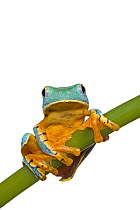 Splendid leaf frog (Cruziohyla calcarifer) captive