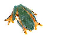 Splendid leaf frog (Cruziohyla calcarifer) overhead view, captive