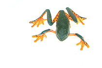 Splendid leaf frog (Cruziohyla calcarifer) overhead view, captive