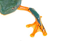 Splendid leaf frog (Cruziohyla calcarifer) leg and foot detail, captive