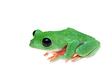 Morelet's tree frog; Agalychnis moreletii; captive;