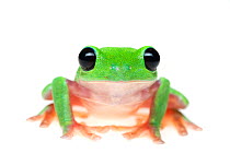 Morelet's tree frog (Agalychnis moreletii) captive