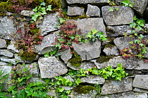 Drystone wall with ivy and moss, Peak District National Park, Derbyshire, UK