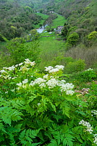 Sweet cicely (Myrrhis odorata) growing at the head of the Monsal Valley, Peak District National Park, Derbyshire, UK, May