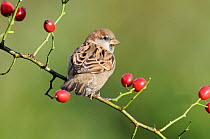 House sparrow (Passer domesticus) adult male in winter plumage, perched on wild rose hips Norfolk, UK, November