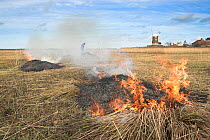 Reedbed management, burning low quality thatching reed, North Norfolk, UK, March