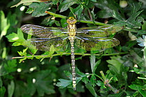 Southern Hawker dragonfly (Aeshna cyanea) male resting in hedgerow, Norfolk, UK, July