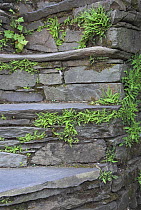 Maidenhair spleenwort (Asplenium trichomanes) growing on slate steps, Lake District, Cumbria, UK May
