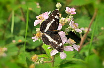 White Admiral butterfly (Limenitis camilla) adult at rest in woodland clearing, Norfolk, UK, July