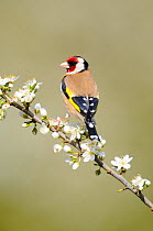 Goldfinch (Carduelis carduelis) male perched on Blackthorn blossom, Norfolk, UK, April