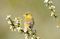 Greenfinch (Carduelis chloris) male perched on Blackthorn blossom, Norfolk, UK, April