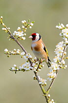 Goldfinch (Carduelis carduelis) male perched on Blackthorn blossom, Norfolk, UK, April