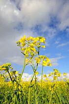 Oilseed rape (Brassica napus) flower heads against stormy sky, Norfolk, UK, May