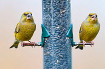 Greenfinch (Carduelis chloris) two adult males on feeder, UK, February