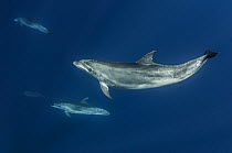 Bottlenose dolphins (Tursiops truncatus) pod swimming underwater, Los Gigantes, South Tenerife, Canary Islands, Atlantic Ocean, July