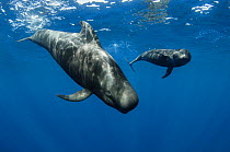 Short-finned pilot whales (Globicephala macrorhynchus) two just below surface, Los Gigantes, South Tenerife, Canary Islands, Atlantic Ocean, July
