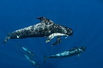 Short-finned pilot whale (Globicephala macrorhynchus) female carrying dead calf, with others swimming nearby, Los Gigantes, South Tenerife, Canary Islands, Atlantic Ocean, May