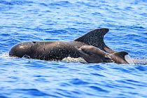 Short-finned pilot whale (Globicephala macrorhynchus) mother and calf surfacing, South Tenerife, Canary Islands, Atlantic Ocean, July