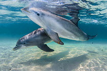 Bottlenose dolphins (Tursiops truncatus) swimming over a sandy bottom, Roatan Island, Bay Islands, Honduras Carribean.  Captive dolphins used in spectacle; they go out the fence for some minutes a day...