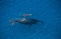 Aerial view of Humpback whale and calf (Megaptera novaeangliae) Mayote Island lagoon, Comores Island, North Madagascar, Indian Ocean September