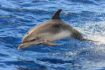 Atlantic spotted dolphin (Stenella frontalis) porpoising, Santa Maria island, Azores, Portugal, Atlantic Ocean, July