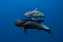 Pilot whales (Globicephala macrorhynchus) mother and calf, Tenerife, Canary Islands, Atlantic Ocean
