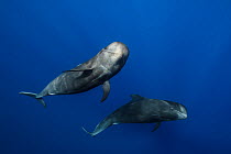 Pilot whales (Globicephala macrorhynchus) just below surface, Tenerife, Canary Islands, Atlantic Ocean