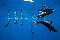Pilot whales (Globicephala macrorhynchus) just below surface, Tenerife, Canary Islands, Atlantic Ocean