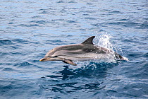 Striped dolphin (Stenella coeruleoalba) jumping, Costa Brava, Catalunya, Spain, Mediterranean Sea