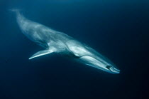 Fin whale (Balaenoptera physalus) with ctenophore in front of its mouth, south Barcelona coast, Spain, Mediterranean Sea