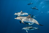 Atlantic spotted dolphins (Stenella frontalis) pod swimming just beneath surface, Santa Maria Island, Azores, North Atlantic