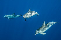 Atlantic spotted dolphins (Stenella frontalis) swimming just beneath surface, Santa Maria Island, Azores, North Atlantic