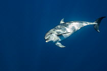 Atlantic spotted dolphin (Stenella frontalis) swimming just beneath surface, Santa Maria Island, Azores, North Atlantic