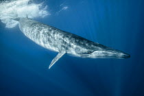 Bryde's whale (Balaenoptera edeni) diving back under surface, Santa Maria, Azores, Portugal, Atlantic Ocean