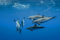 Atlantic spotted dolphins (Stenella frontalis) just below surface, Santa Maria island, Azores, Portugal, Atlantic Ocean