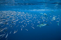 Atlantic spotted dolphins (Stenella frontalis) chasing fish (Trachurus trachurus) Santa Maria Island, Azores, Portugal, Atlantic Ocean