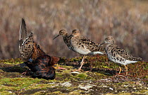 Ruff (Philomachus pugnax)  territorial male displaying to three females (Reeves) on its tundra lekking ground. Langbuness, Varanger fjord, Finmark, Norway.
