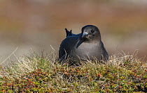 Arctic skua (Stercoarius parasiticus) sitting on its nest in the tundra.Varanger fjord, Finmark, Norway