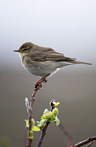 Arctic warbler (Phylloscopus borealis) perched on a willow stem in bud. Varanger fjord, Finmark, Norway