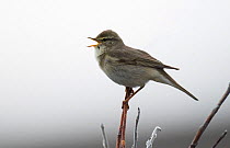 Arctic warbler (Phylloscopus borealis) singing over territory while perched on a willow stem in bud. Varanger Fjord, Finmark, Norway