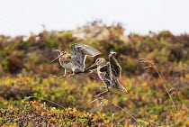 Common snipes (Gallinago gallinago) two males fighting over a female and territory. Porsanger, Finmark, Norway.