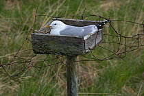 Common gull (Larus canus) incubating in a nesting tray. These man-made structures were originally erected to ensure a fresh supply of eggs but are now part of a conservation programme.Porsanger fjord,...
