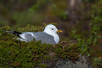 Common gull (Larus canus) incubating on nest, Porsanger fjord, Finmark, Norway