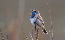 Red-spotted bluethroat (Luscinia svecica) singing from a Willow twig over breeding territory. Langbuness, Varanger fjord, Finmark, Norway