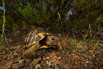 Hermann's tortoise (Testudo hermanni) Alberes Mountain, Catalonia, Spain. Non-ex.